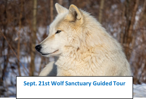 New Era Wolf Sanctuary Tour Sept. 21