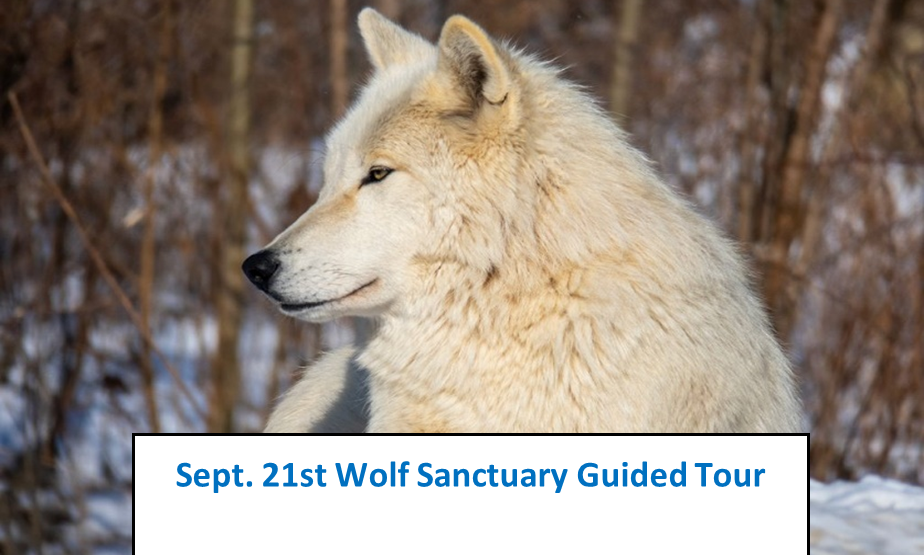 New Era Wolf Sanctuary Tour Sept. 21